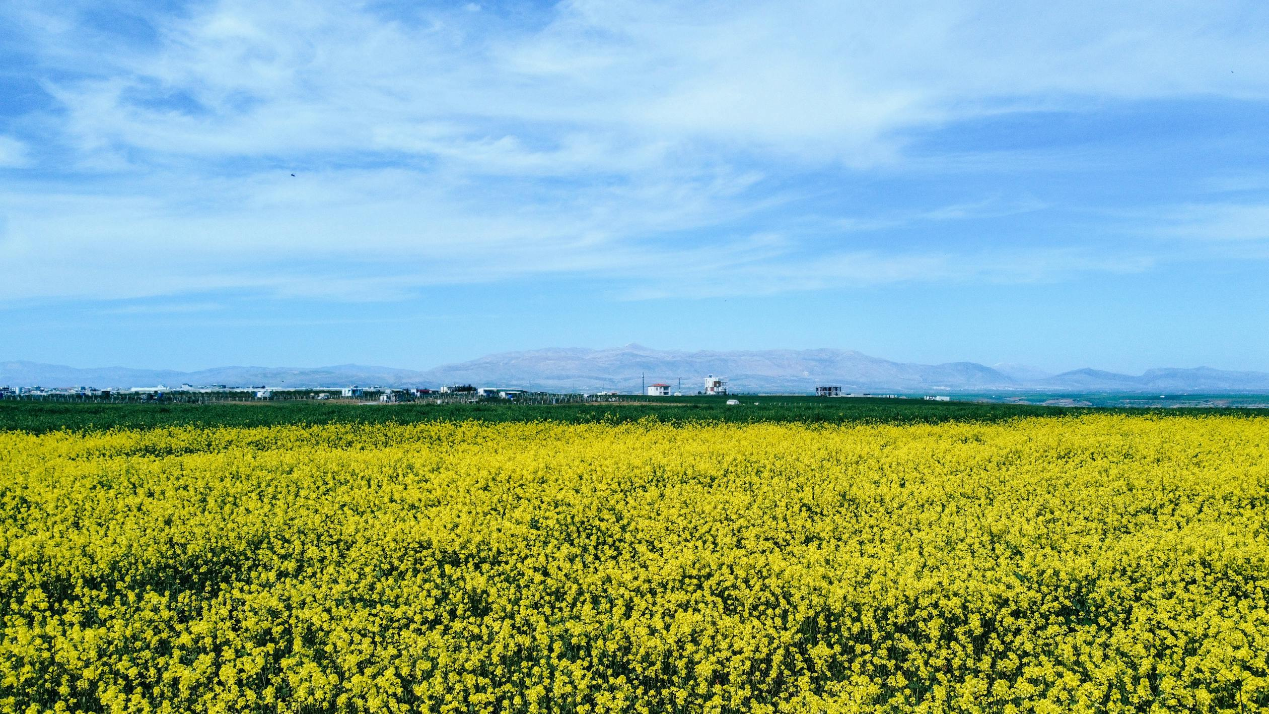 Les jeux de simulation agricole